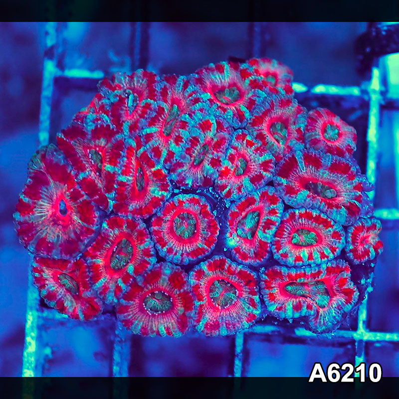 Item#A6210S36210(S) AMAY1126069 WYSIWYG Aussie Ultra Acan Lord Mini Colony