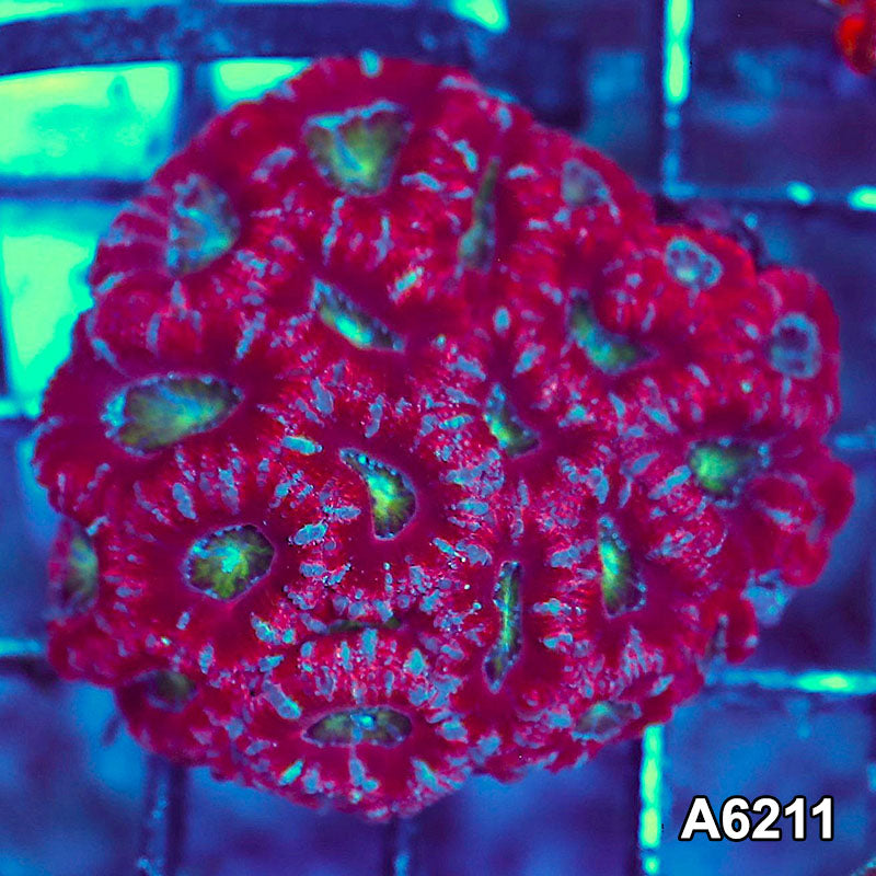 Item#A6211S36210(S) AMAY1126074 WYSIWYG Aussie Ultra Acan Lord Mini Colony