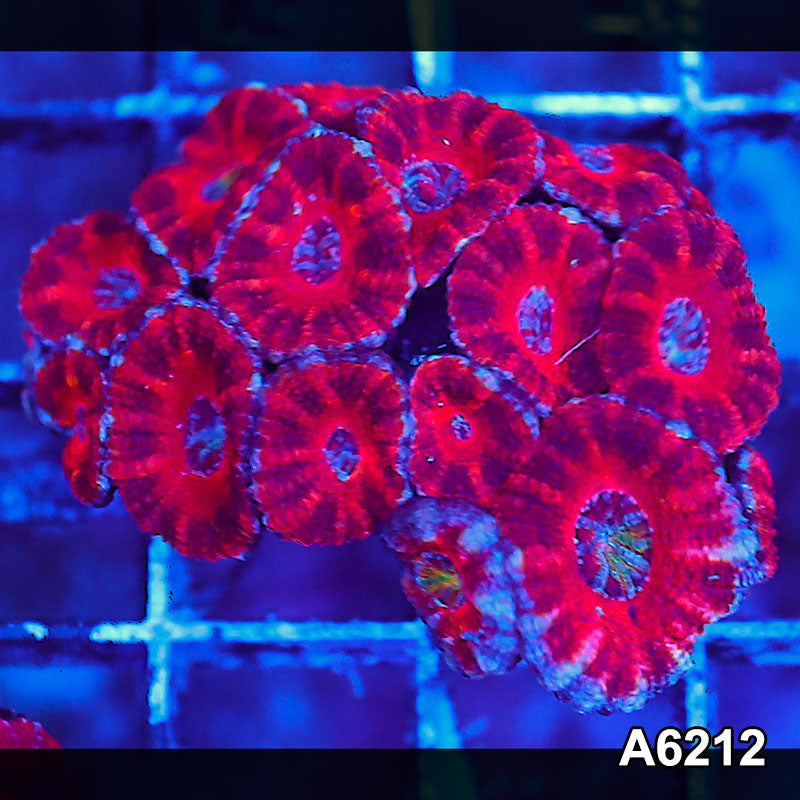 Item#A6212S36212(S) AMAY1126059 WYSIWYG Aussie Ultra Acan Lord Mini Colony