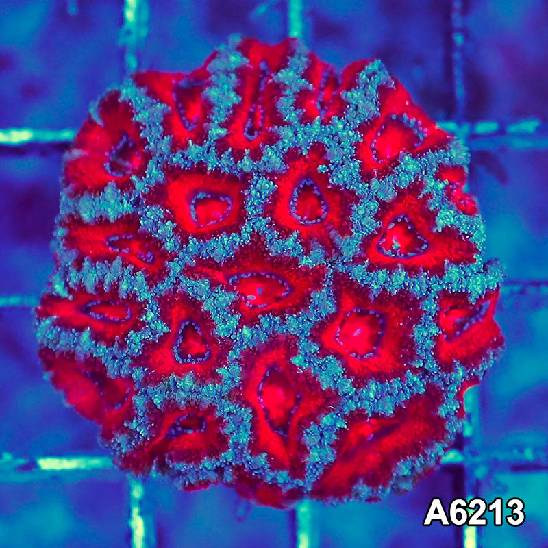 Item#A6213S36213(S) AMAY1126062 WYSIWYG Aussie Ultra Acan Lord Mini Colony