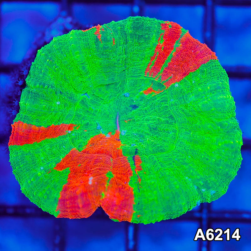 Item#A6214S36214(S) ONOV24251061 WYSIWYG Aussie Ultra Bleeding Apple Scolymia
