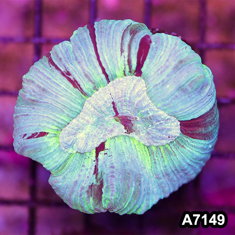 Item#A7149LW7149(S) WYSIWYG Aussie Ultra Trachyphyllia
