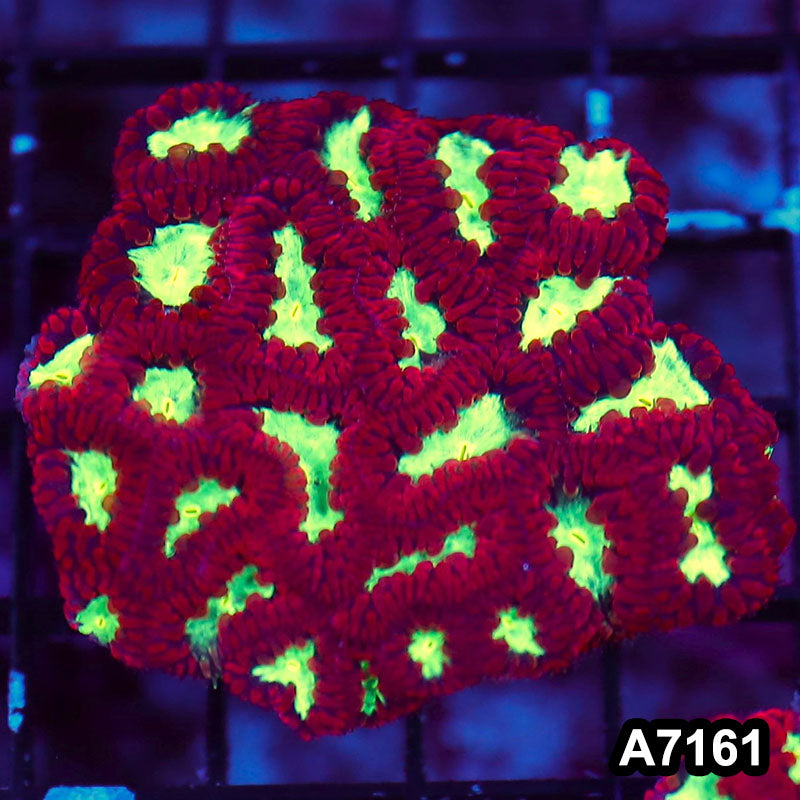 Item#A7161LW7161(S) WYSIWYG Aussie Ultra Blastomussa Colony