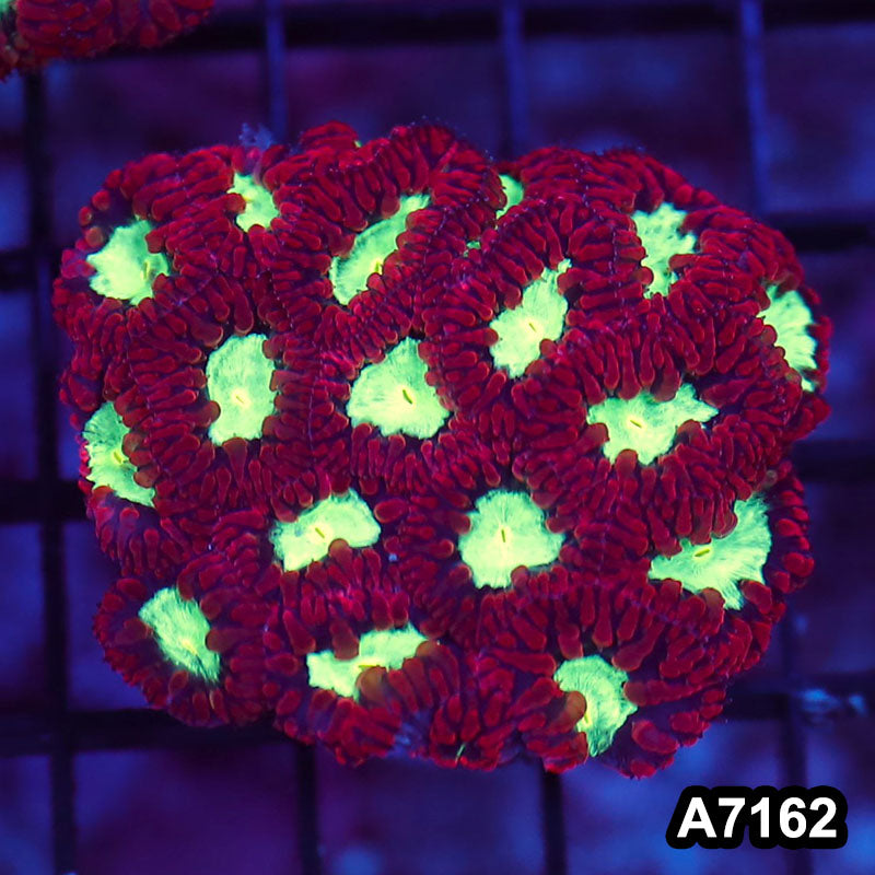 Item#A7162LW7162(S) WYSIWYG Aussie Ultra Blastomussa Colony