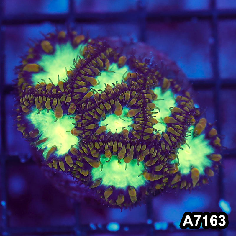 Item#A7163LW7163(S) WYSIWYG Aussie Ultra Gold Polyp Blastomussa Mini Colony