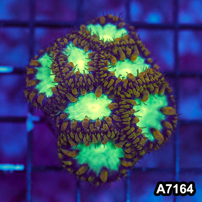 Item#A7164LW7164(S) WYSIWYG Aussie Ultra Gold Polyp Blastomussa Mini Colony