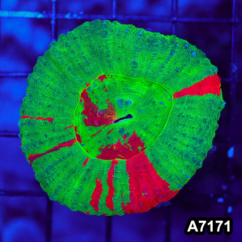 Item#A7171LW7171(S) WYSIWYG Aussie Ultra Bleeding Apple Scolymia