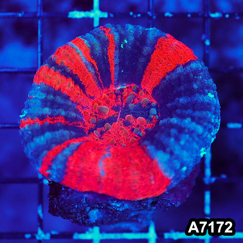 Item#A7172LW7172(S) WYSIWYG Aussie Ultra War Paint Scolymia