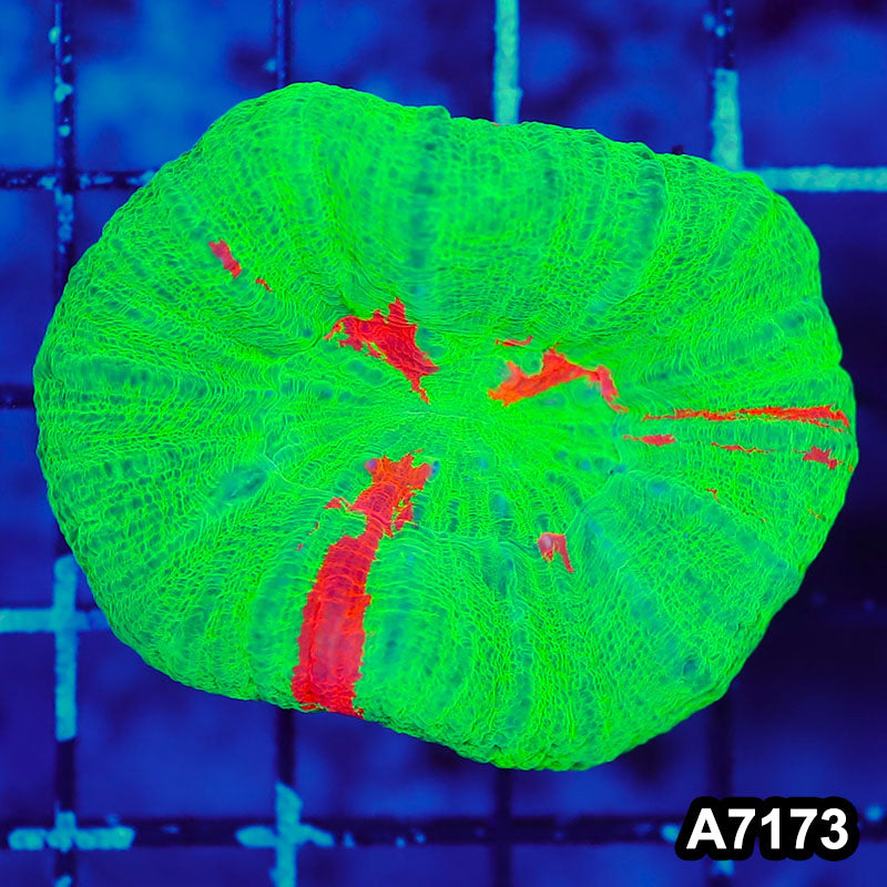 Item#A7173LW7173(S) WYSIWYG Aussie Ultra Bleeding Apple Scolymia