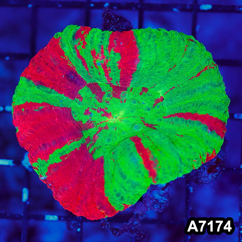 Item#A7174LW7174(S) WYSIWYG Aussie Ultra Bleeding Apple Scolymia