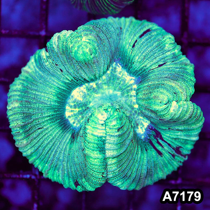 Item#A7179LW7179(S) WYSIWYG Aussie Ultra Trachyphyllia