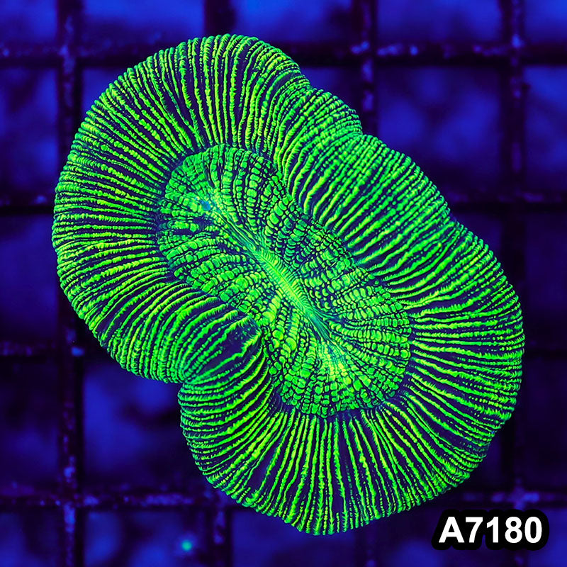 Item#A7180LW7180(S) WYSIWYG Aussie Ultra Trachyphyllia