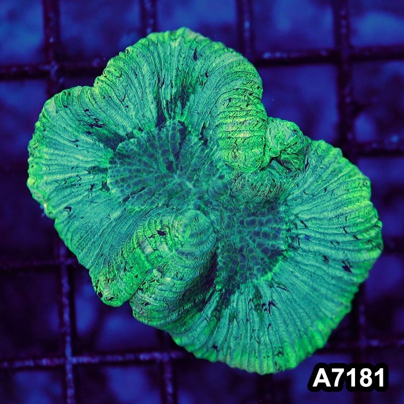 Item#A7181LW7181(S) WYSIWYG Aussie Ultra Trachyphyllia