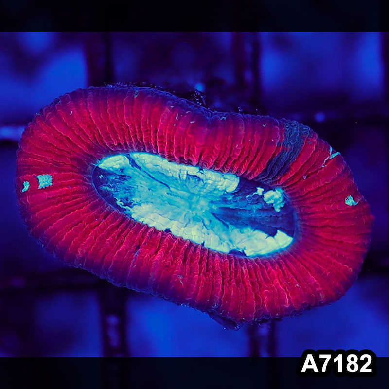Item#A7182LW7182(XS) WYSIWYG Aussie Ultra Red Trachyphyllia