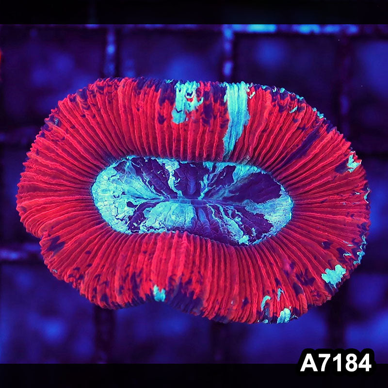 Item#A7184LW7184(S) WYSIWYG Aussie Ultra Red Trachyphyllia