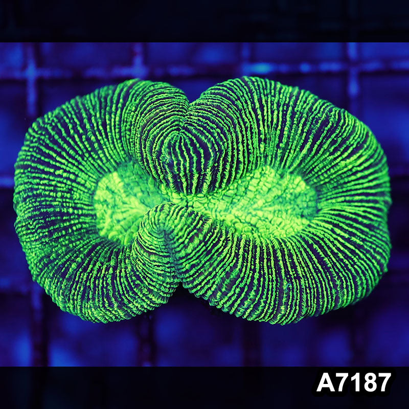 Item#A7187LW7187(S) WYSIWYG Aussie Ultra Trachyphyllia