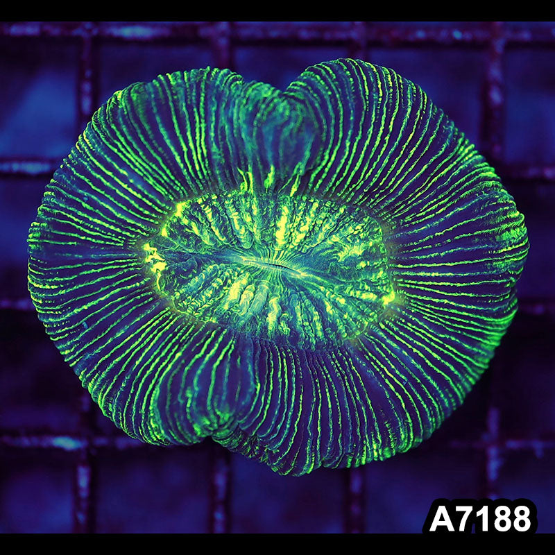 Item#A7188LW7188(S) WYSIWYG Aussie Ultra Trachyphyllia