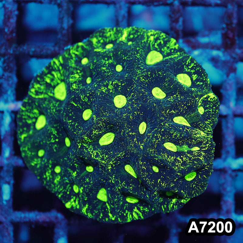 Item#A7200IN7200(M) WYSIWYG Aussie Ultra Toxic Splatter Goniastrea Colony