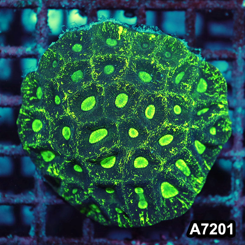Item#A7201IN7201(M) WYSIWYG Aussie Ultra Toxic Splatter Goniastrea Colony