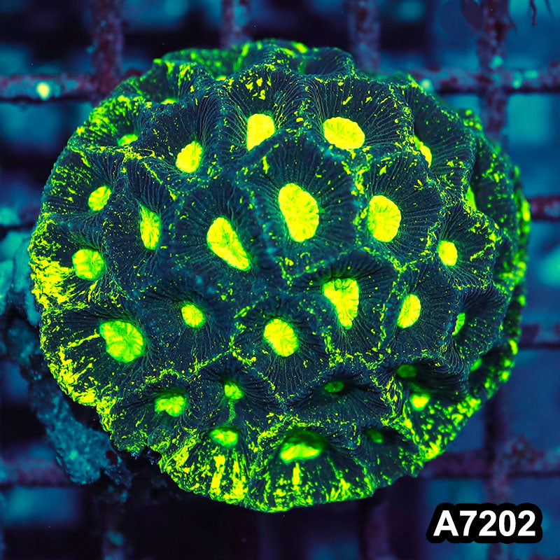Item#A7202IN7202(M) WYSIWYG Aussie Ultra Toxic Splatter Goniastrea Colony