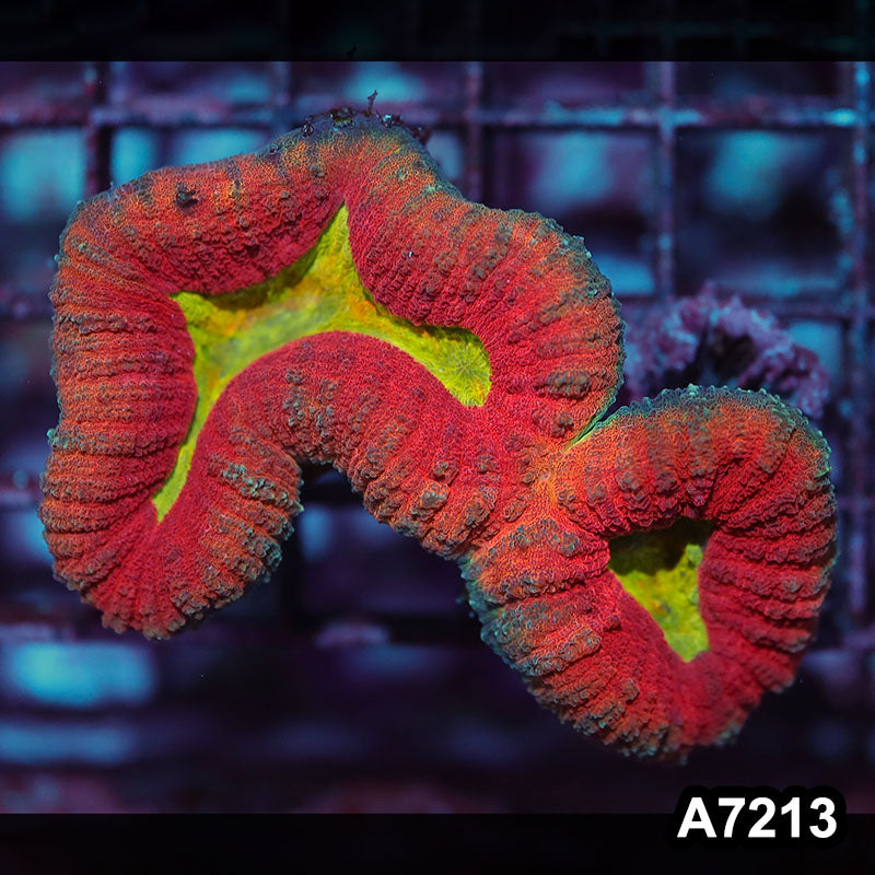 Item#A7213IN7213(S) WYSIWYG Aussie Ultra Lobophyllia