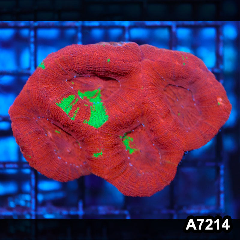 Item#A7214IN7214(S) WYSIWYG Aussie Ultra Bleeding Apple Bowerbanki
