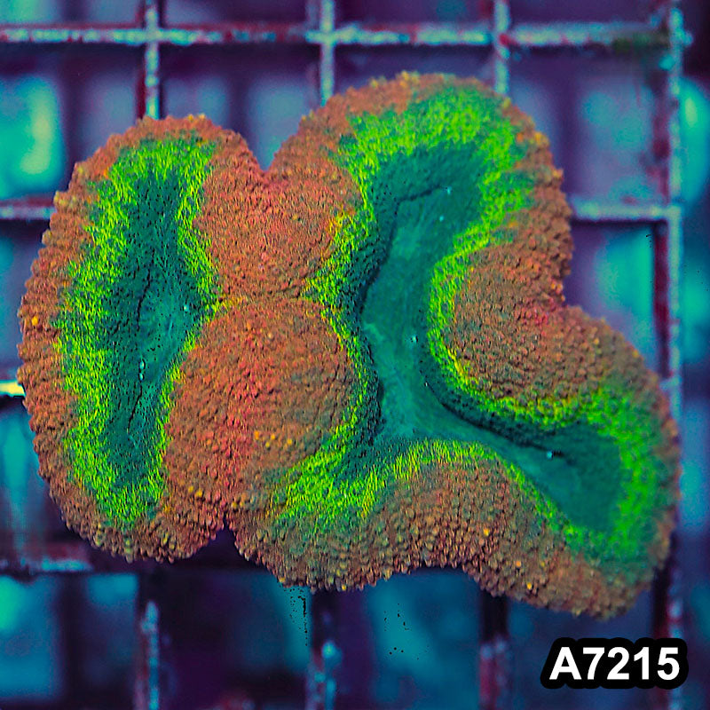 Item#A7215IN7215(S) WYSIWYG Aussie Rainbow Lobophyllia
