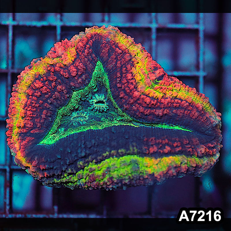 Item#A7216IN7216(S) WYSIWYG Aussie Rainbow Volcano Symphyllia