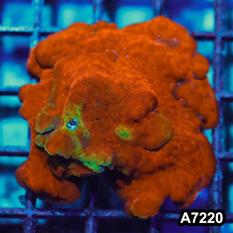 Item#A7220IN7220(M) WYSIWYG Watermelon Psammacora Colony