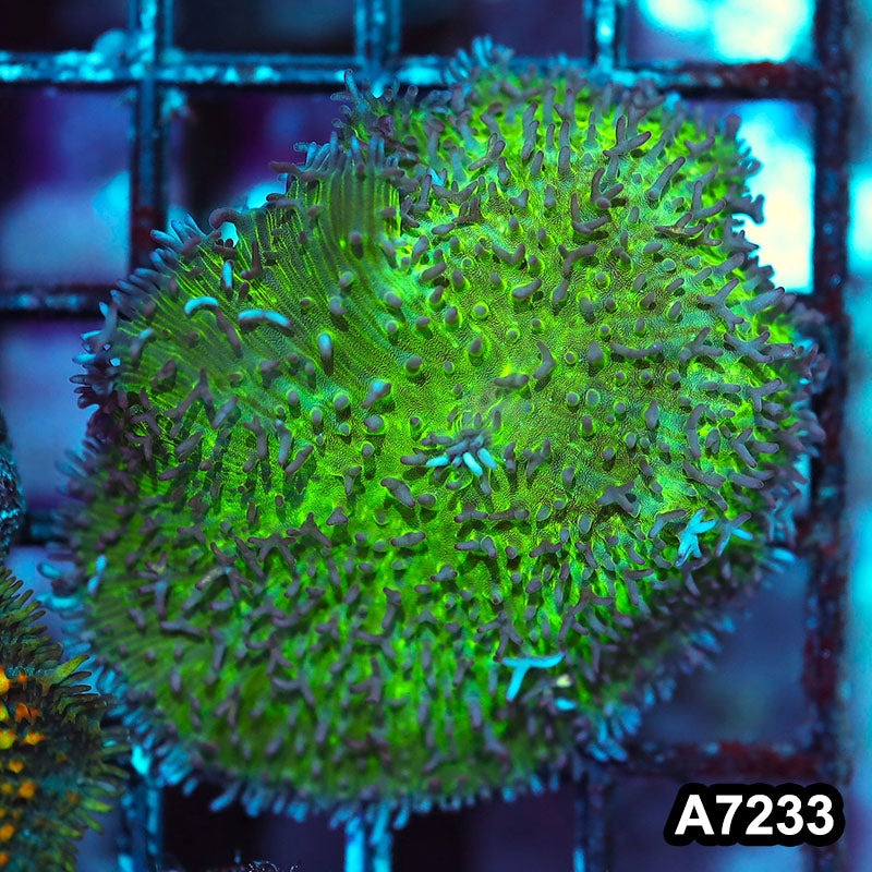Item#A7233IN7233(S) WYSIWYG Indo Lampung's Hairy Mushroom