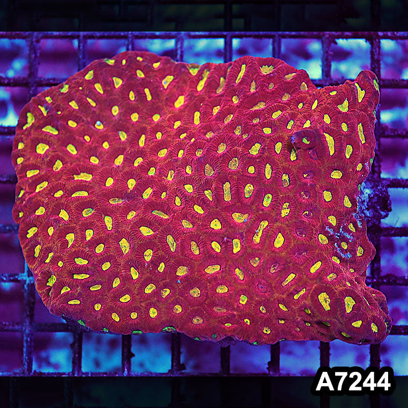 Item#A7244RW7244(M) WYSIWYG Aussie Ultra Favites Colony