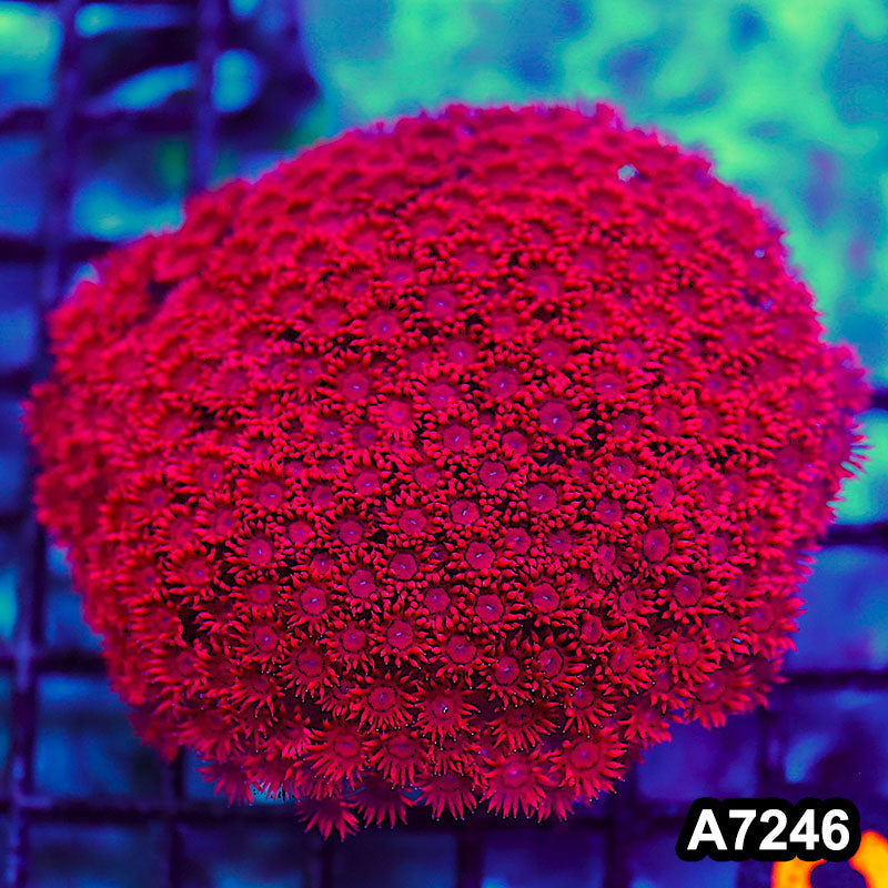 Item#A7246RW7246(M) WYSIWYG Aussie Ultra Unique Red Goniopora Colony