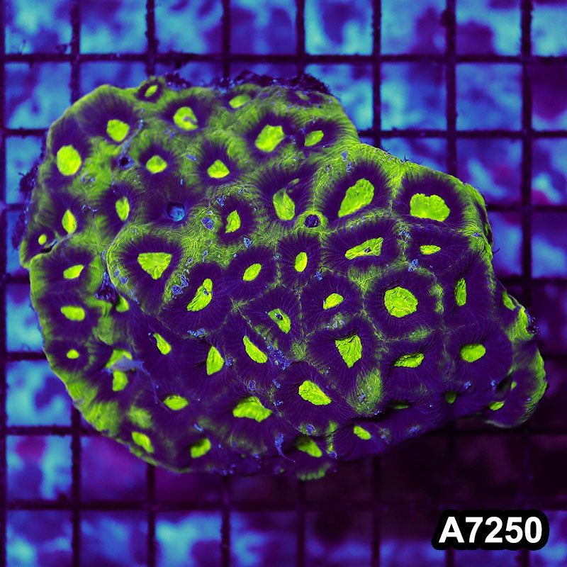 Item#A7250RW7250(M) WYSIWYG Aussie Ultra Metalic Favia Colony