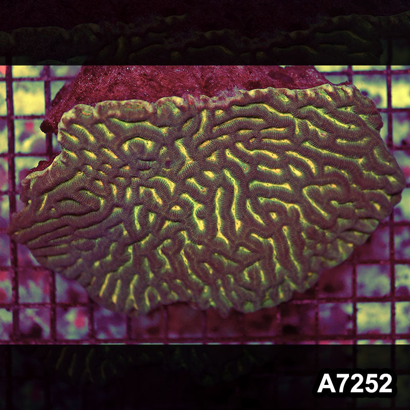 Item#A7252RW7252(M) WYSIWYG Aussie Ultra Unique Maze Brain Colony
