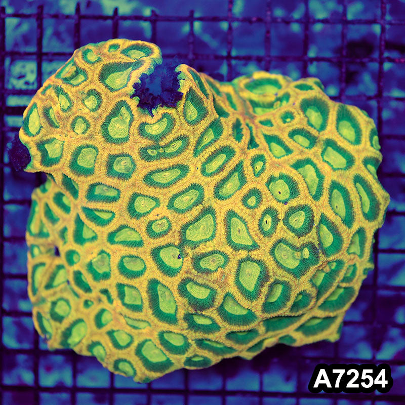 Item#A7254RW7254(L) WYSIWYG Aussie Ultra Reverse Prism Favia Colony