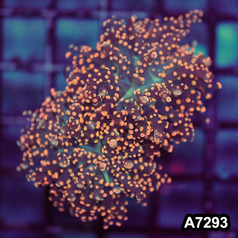 Item#A7293LW7293(S) WYSIWYG Indo Ultra Tip Branching Frogspawn Single Head