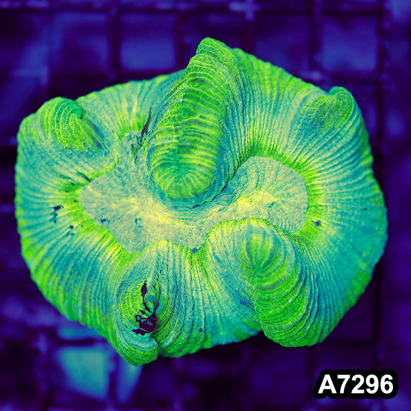Item#A7296LW7296(S) WYSIWYG Aussie Ultra Unique Trachyphyllia