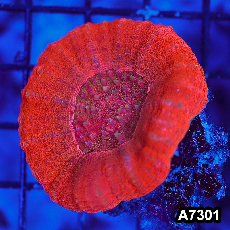 Item#A7301LW7301(S) WYSIWYG Aussie Ultra Red Scolymia