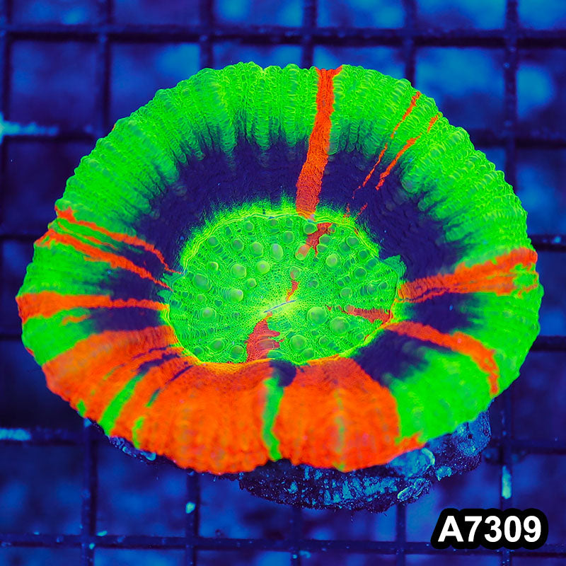 Item#A7309LW7309(M) WYSIWYG Aussie Rare Master Scolymia