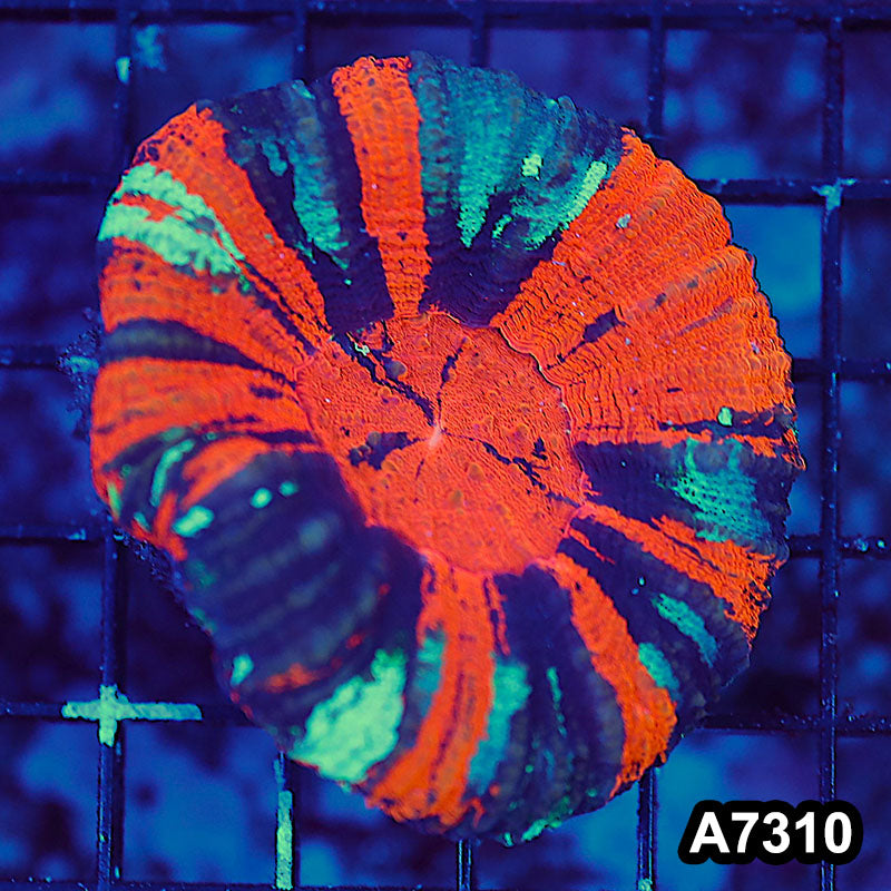 Item#A7310LW7310(S) WYSIWYG Aussie Ultra War Paint Scolymia
