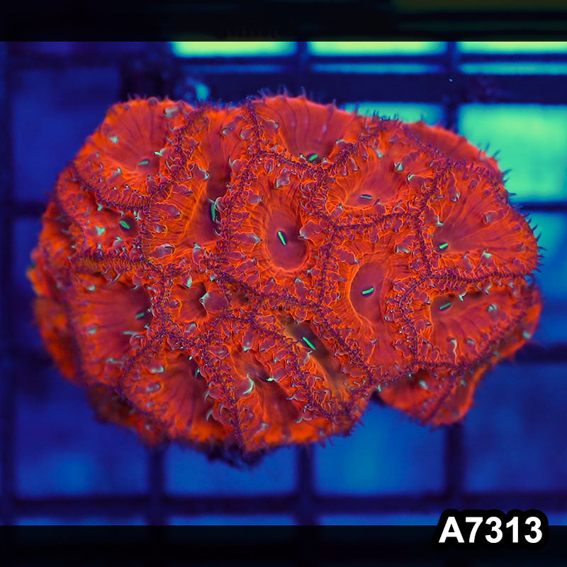 Item#A7313LW7313(S) WYSIWYG Indo Ultra Unique Blastomussa Colony