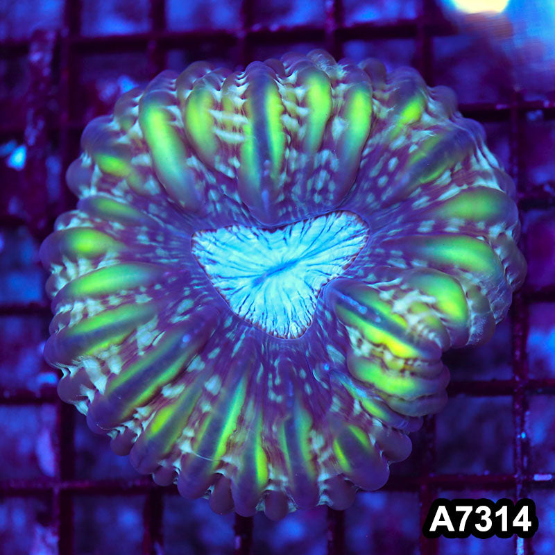 Item#A7314LW7314(M) WYSIWYG Aussie Ultra Cynarina
