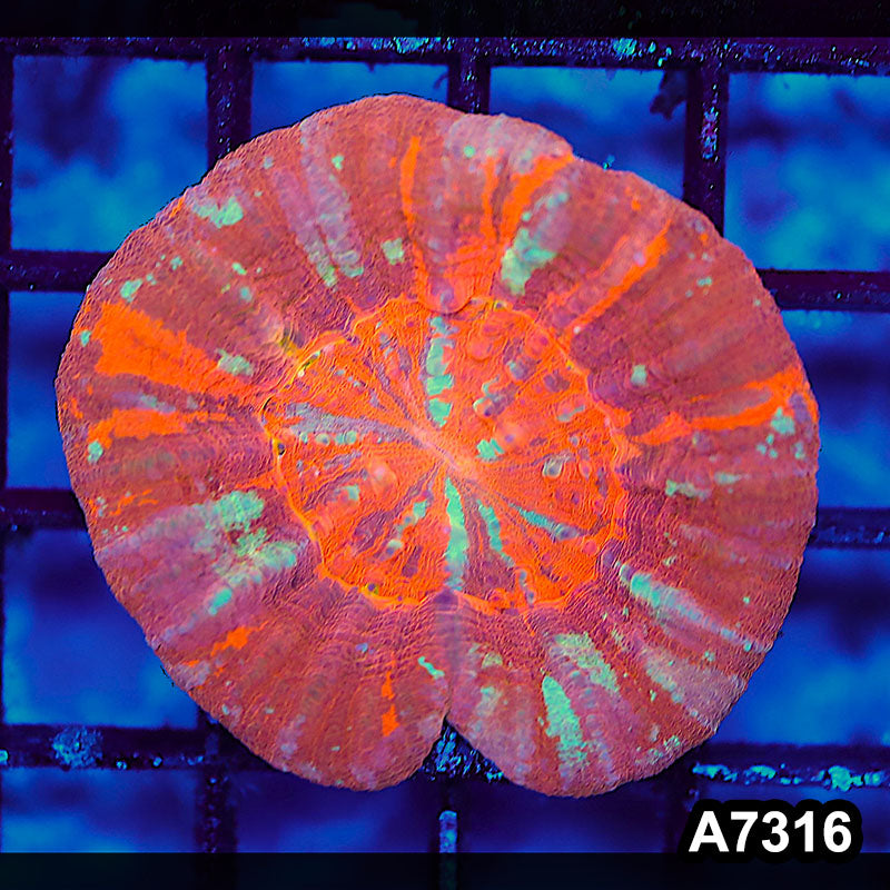 Item#A7316LW7316(S) WYSIWYG Aussie Ultra Unique Tri Color Scolymia