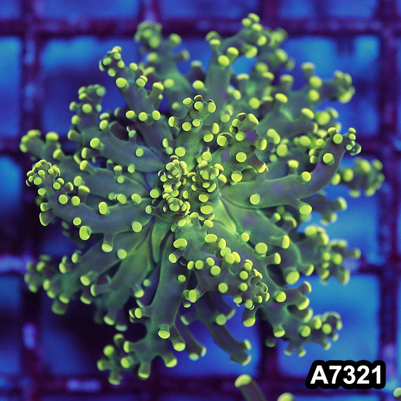 Item#A7321LW7321(S) WYSIWYG Indo Ultra Tip Branching Frogspawn Single Polyp