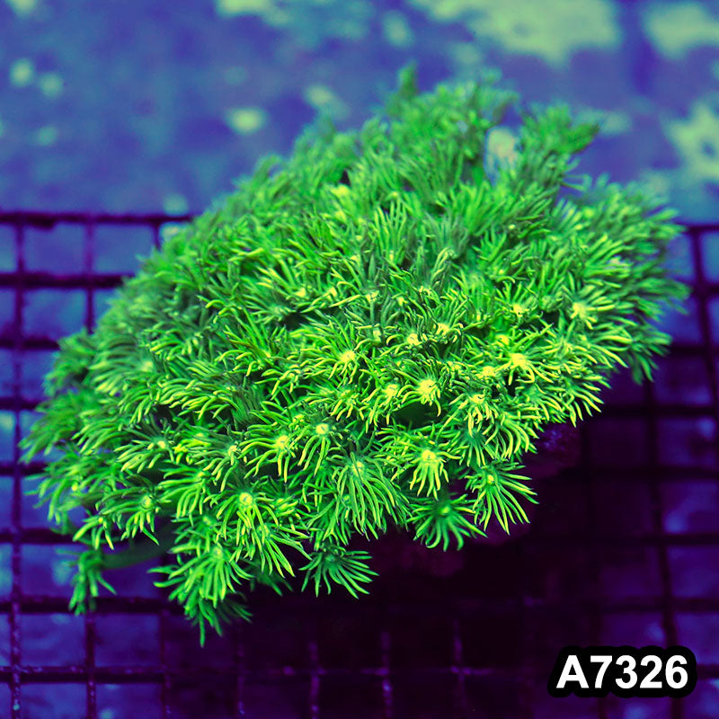 Item#A7326RW7326(M) WYSIWYG Aussie Ultra Goniopora Colony