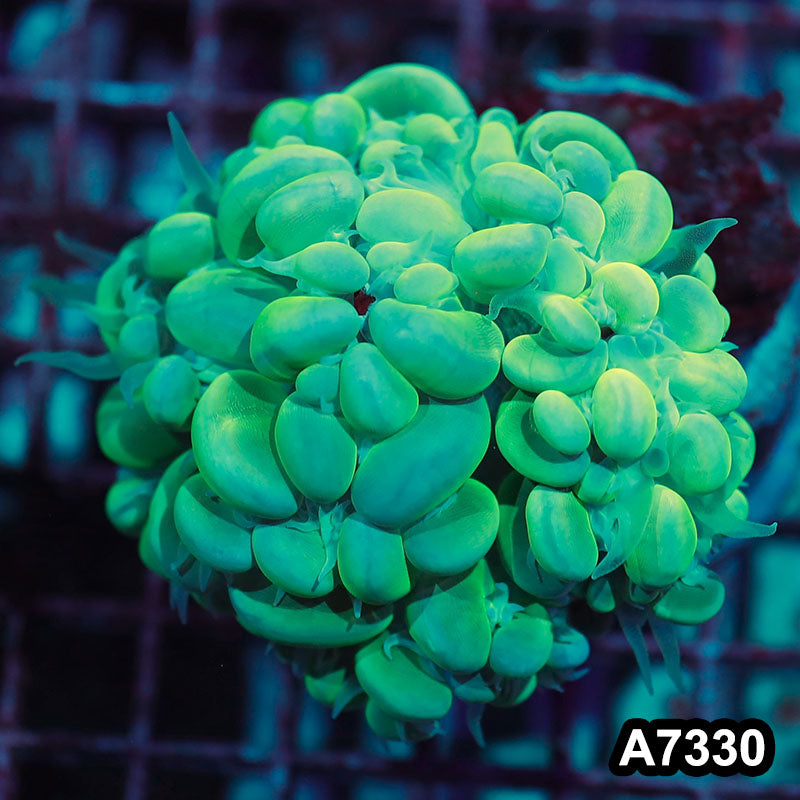 Item#A7330IN7330(M) WYSIWYG Indo Ultra Bubble Coral