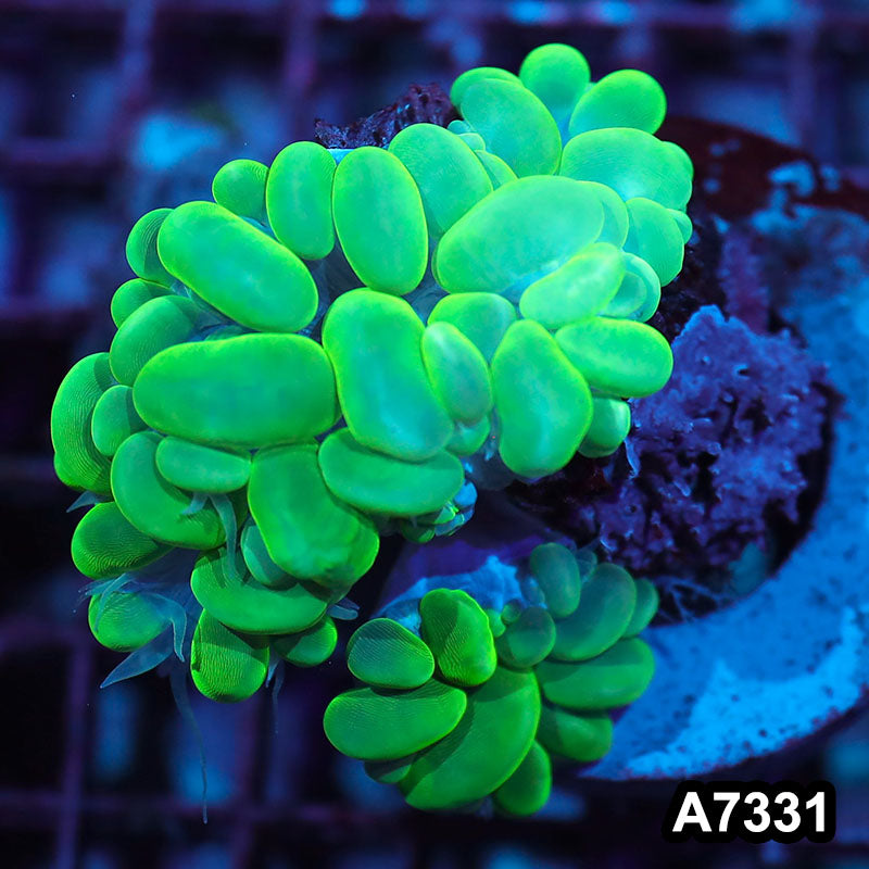 Item#A7331IN7331(M) WYSIWYG Indo Ultra Branching Bubble Coral
