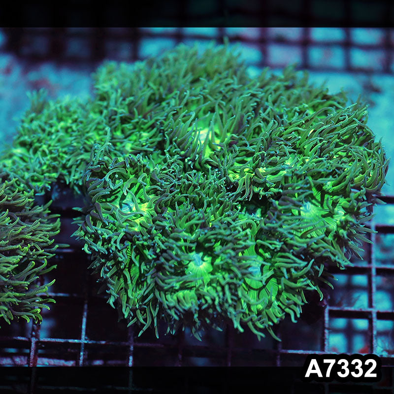 Item#A7332IN7332(L) WYSIWYG Solomon Island Ultra Duncan Colony