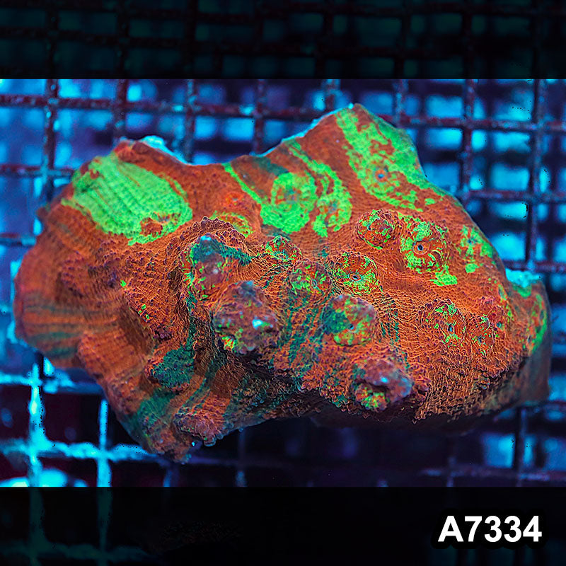 Item#A7334IN7334(M) WYSIWYG Aussie Ultra Unique Chalice Colony