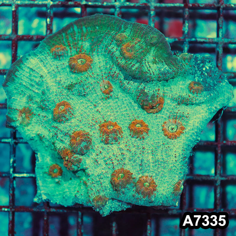 Item#A7335IN7335(M) WYSIWYG Aussie Ultra Unique Chalice Colony